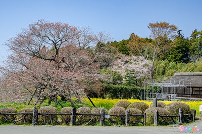 🌸 카리야도 말 내리는 벚나무 (카리야도노 게바자쿠라)
